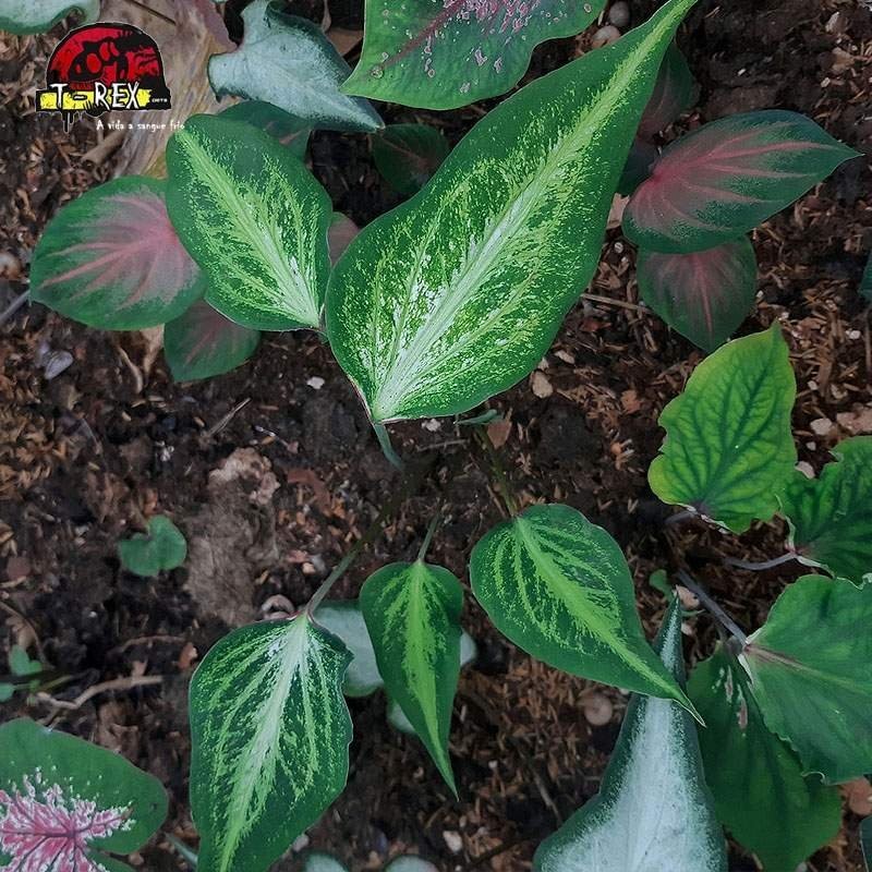 comprar muda de tinhorao