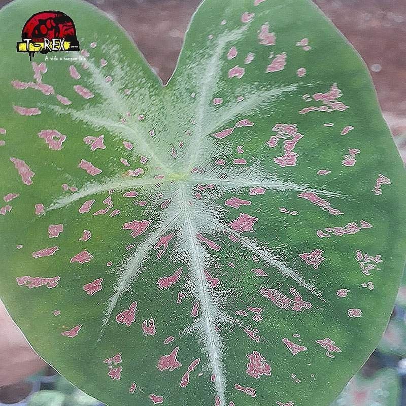 comprar muda de caladium