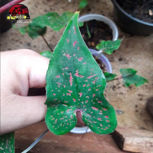 comprar muda de caladium