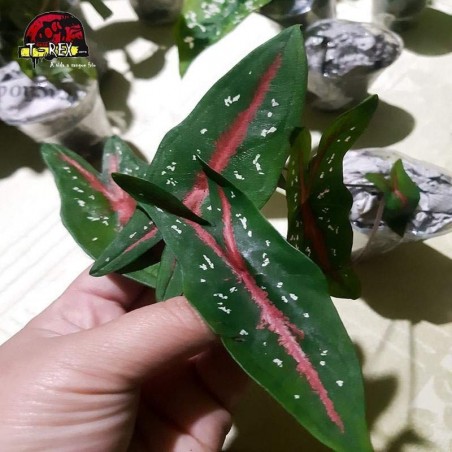 comprar muda de caladium