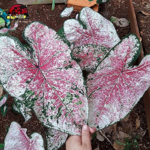 Muda de Planta Caladium...
