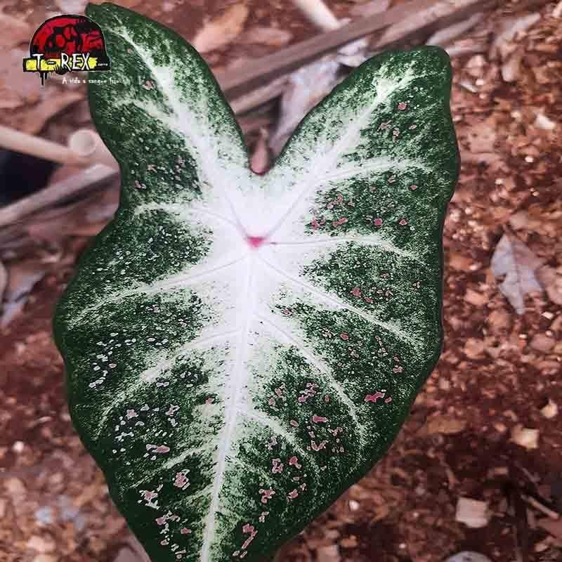 comprar muda de tinhorao