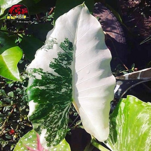 comprar muda de alocasia