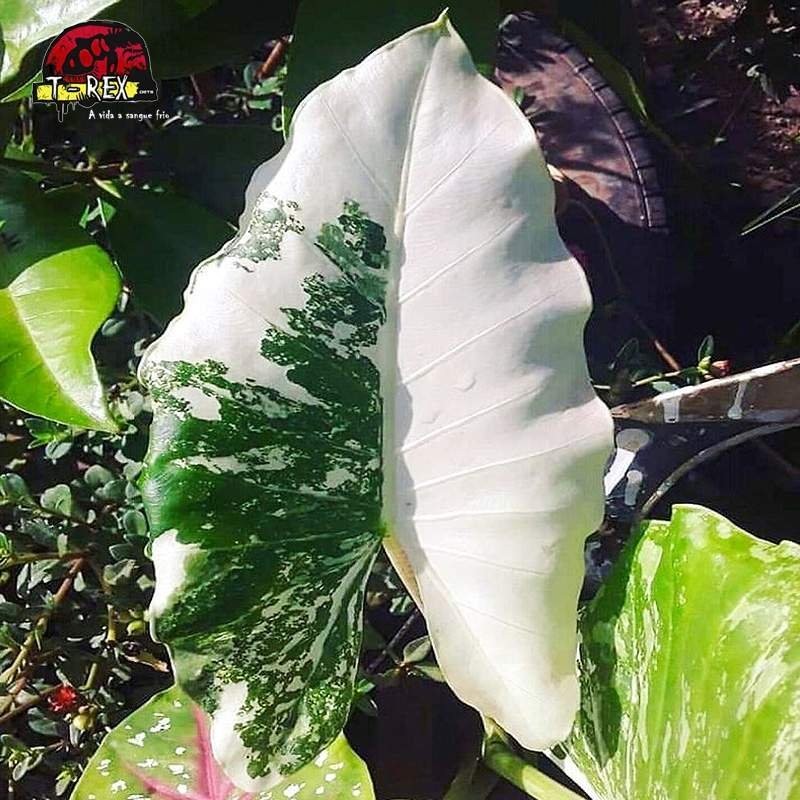comprar muda de alocasia