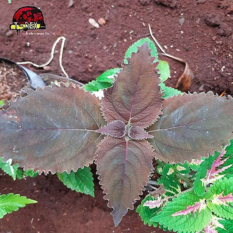 comprar muda de coleus