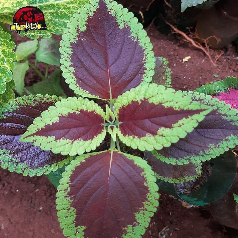 comprar muda de caleu