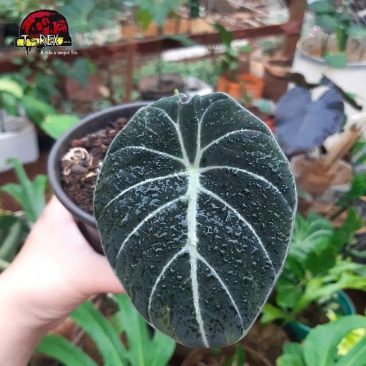 comprar muda de alocasia