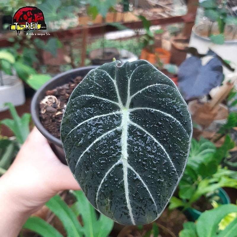 comprar muda de alocasia