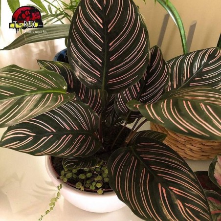 comprar muda de maranta ornata
