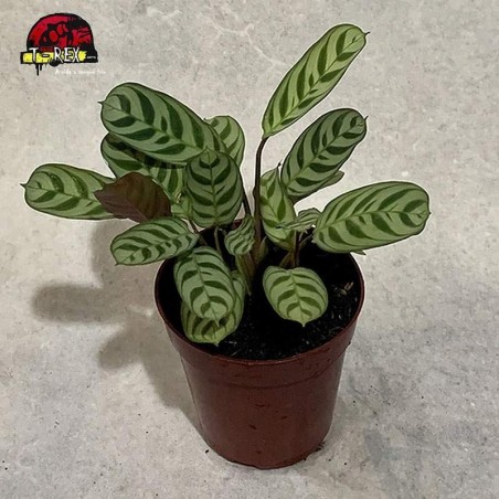 comprar muda de maranta burle marx