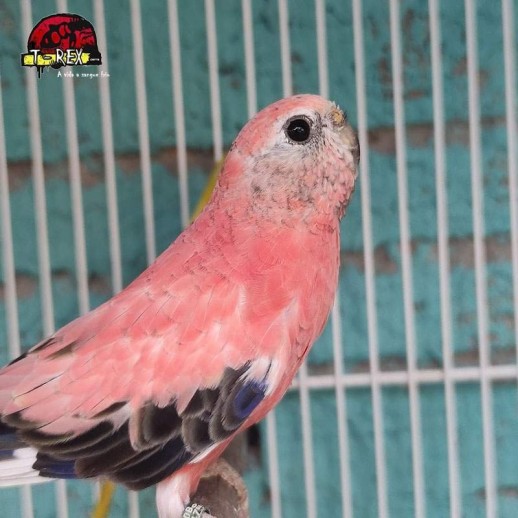 comprar periquito bourke rosa