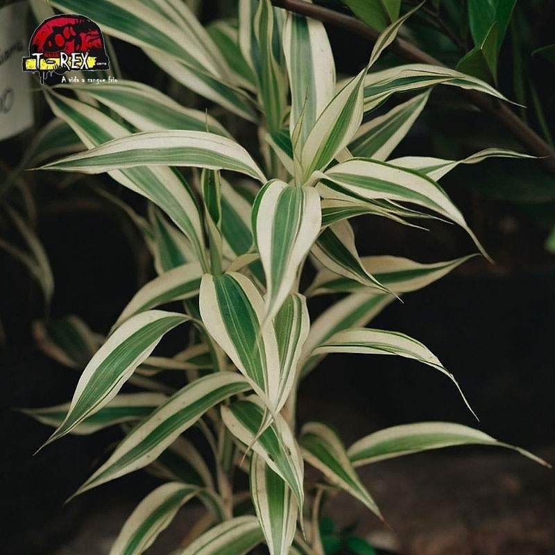comprar muda de dracena malaia