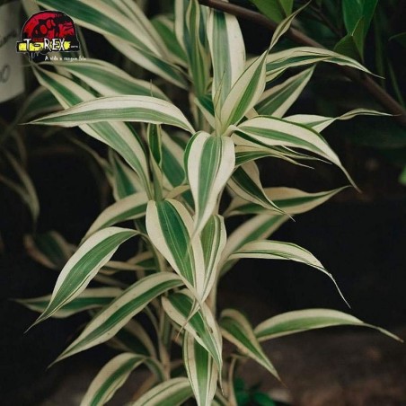 comprar muda de dracena malaia