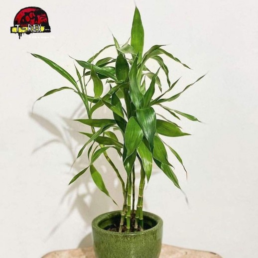 comprar muda de dracena