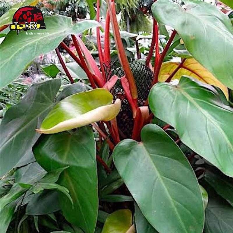 comprar folhagem filodrendro roxo