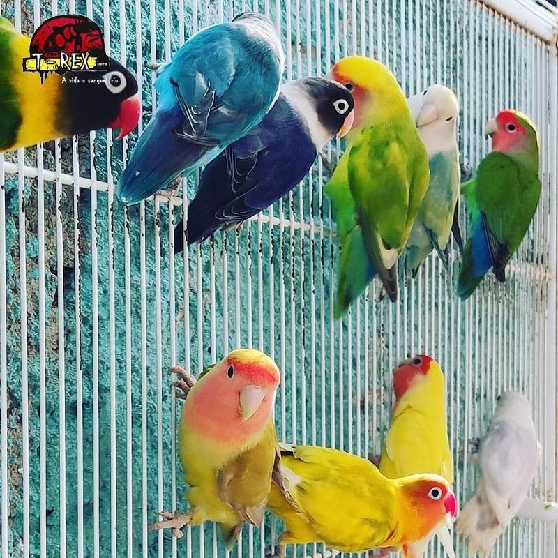 comprar ave agaporni