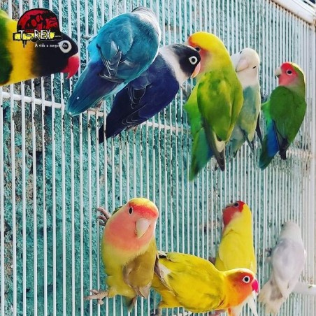 comprar ave agaporni