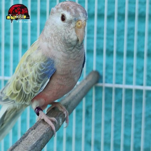 comprar periquito bourke rosa mutaçao