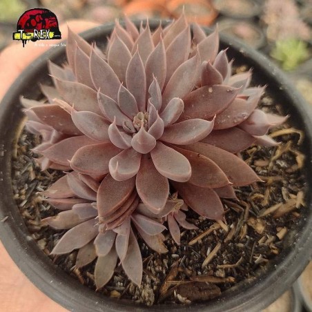 comprar muda de suculenta echeveria rusby
