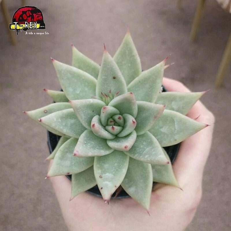 comprar agavoides bloody spear