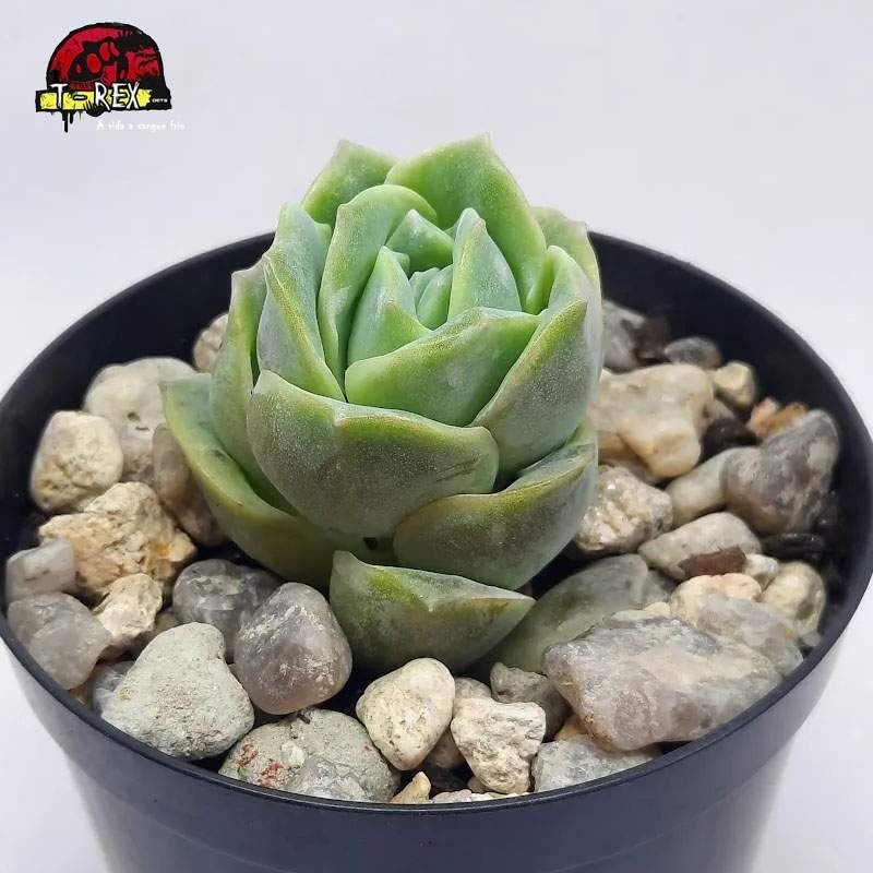 comprar muda de lovely rose