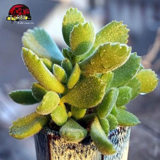compra muda de planta cotyledon tomentosa