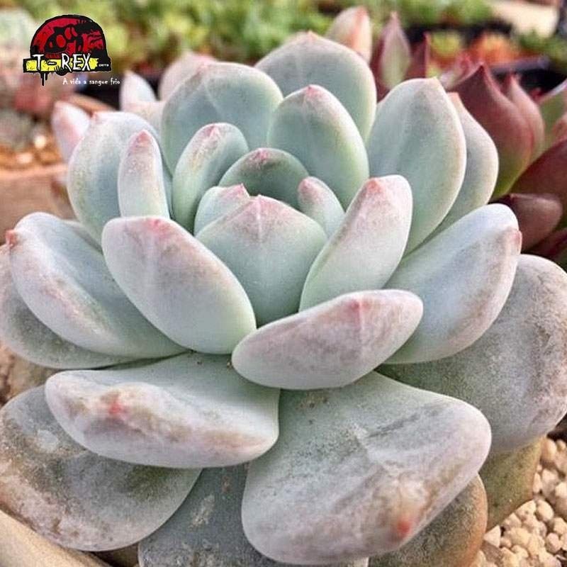 comprar suculenta echeveria monroe