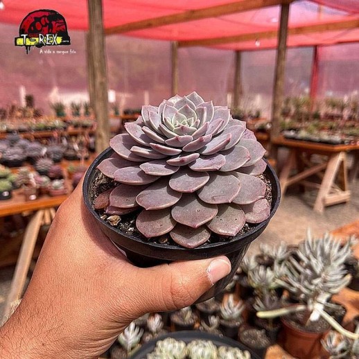 comprar muda de graptoveria super primavera