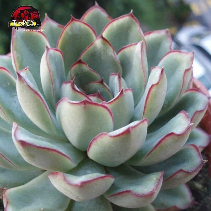 comprar muda de echeveria mexican pulidonis