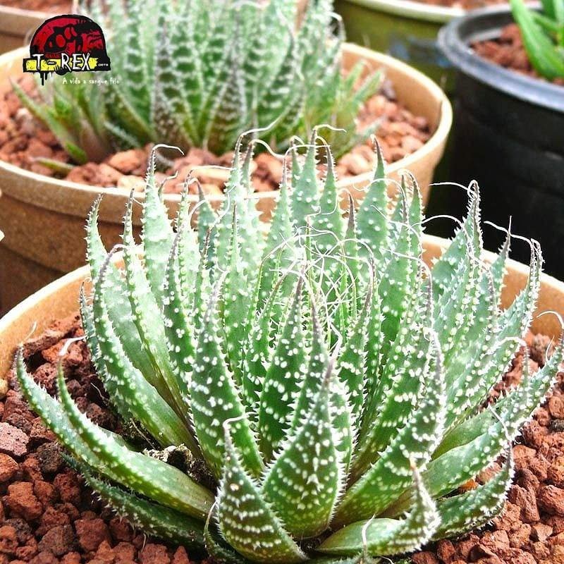 comprar muda de haworthia aristata