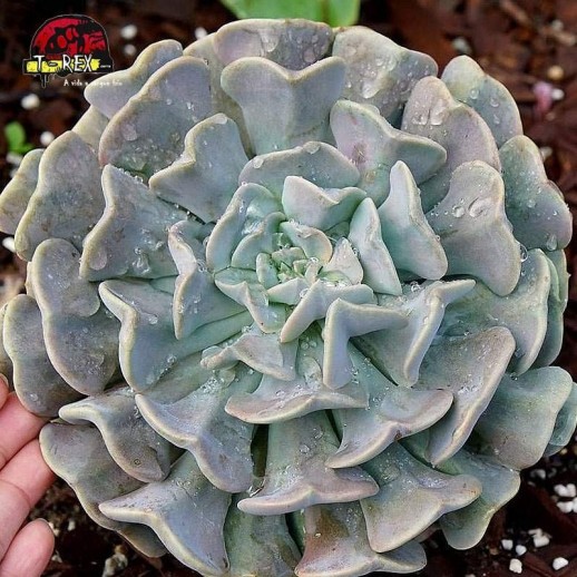 comprar suculenta echeveria cubic frost