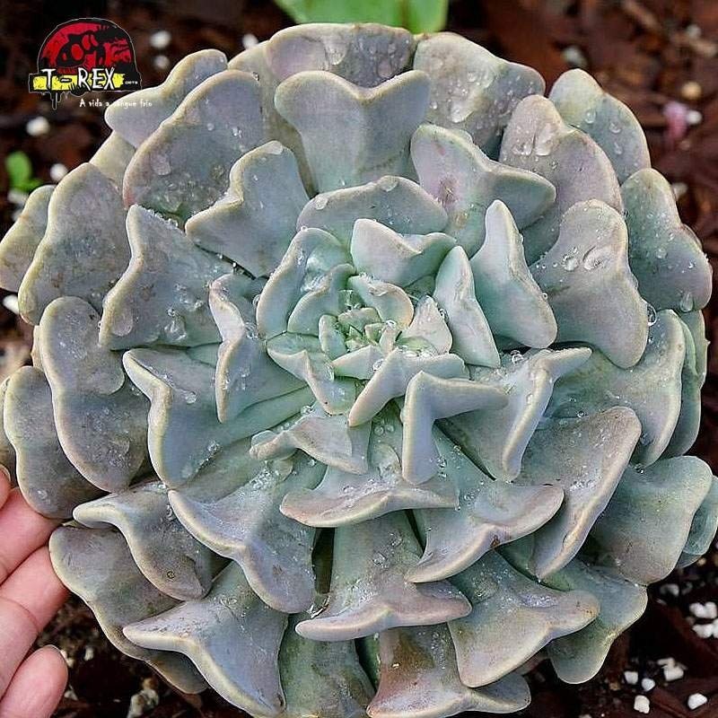 comprar suculenta echeveria cubic frost