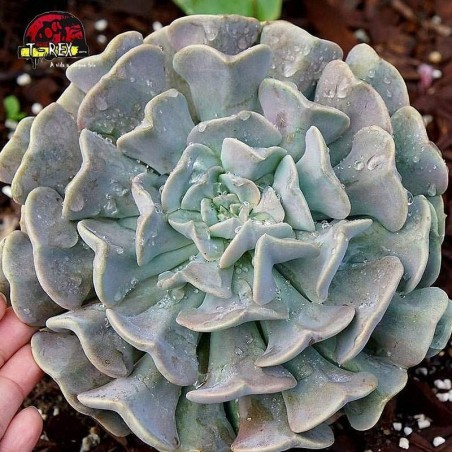 comprar suculenta echeveria cubic frost
