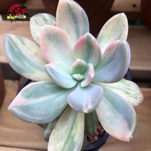comprar  suculenta graptophytum supreme variegata