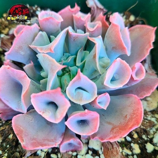 comprar muda de suculenta echeveria  pink trumpet