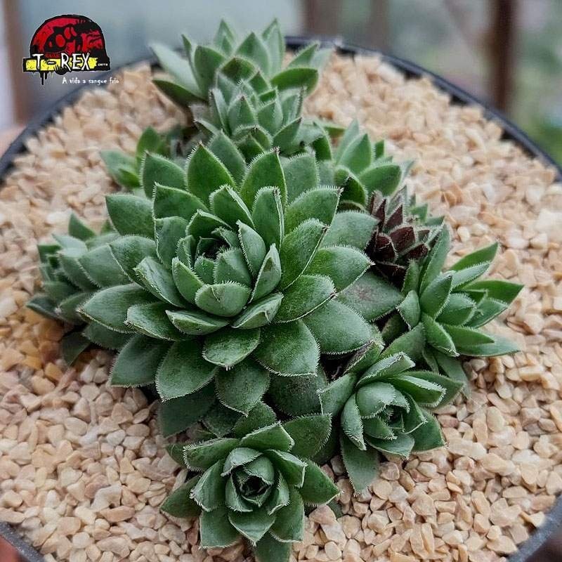 comprar suculenta supervivum archives