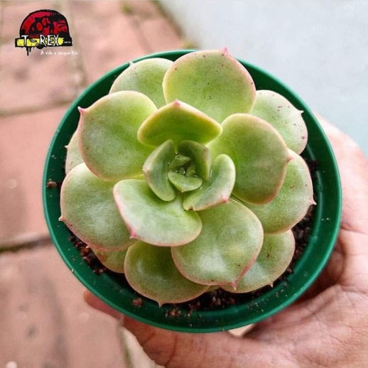 comprar suculenta echveria nicksana