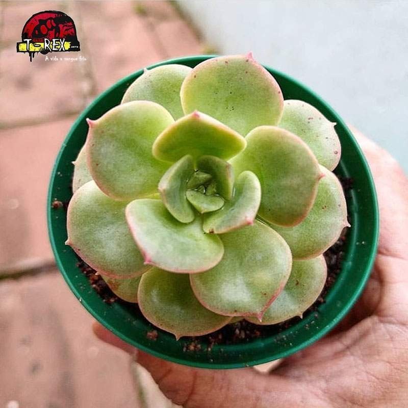 comprar suculenta echveria nicksana