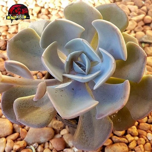 comprar suculenta echeveria dusty rose
