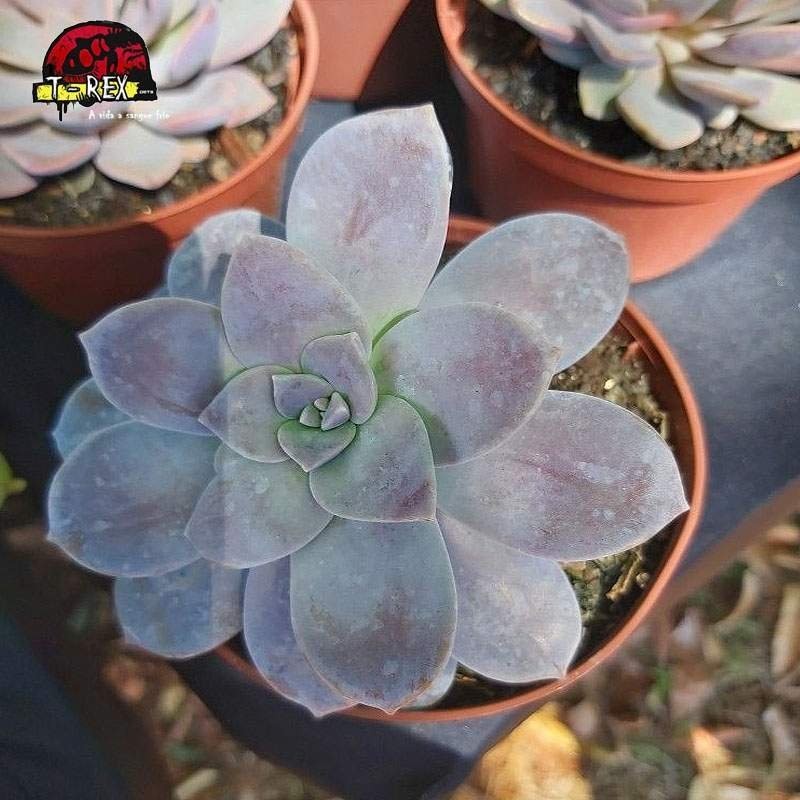 compra muda de suculenta graptopetalum superbum
