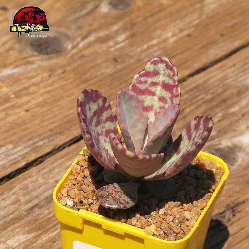 comprar muda de suculenta echeveria humilis