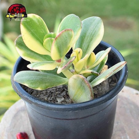 comprar muda de suculenta crassula ovata tricolor