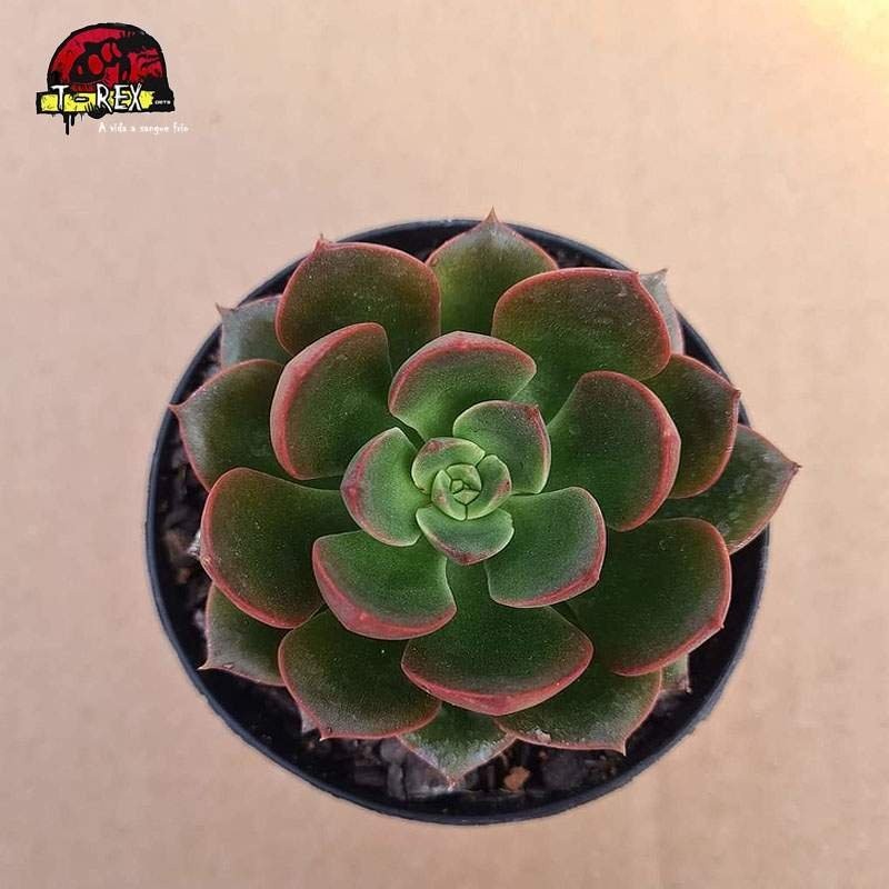 comprar suculenta echeveria  montserrat