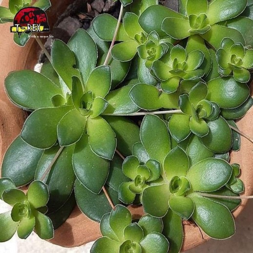 comprar suculenta  crassula orbicularis