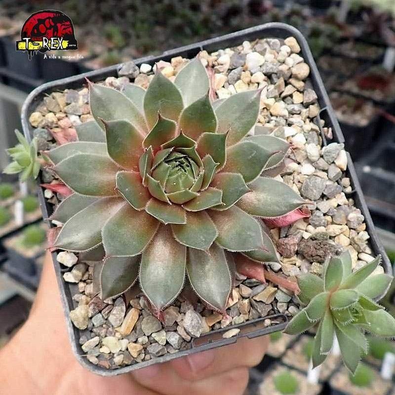 comprar suculenta sempervivum kalinda