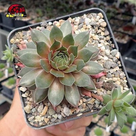 comprar suculenta sempervivum kalinda