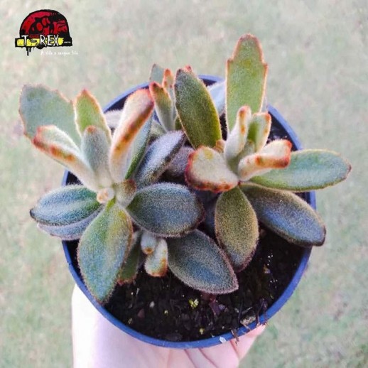 comprar suculenta kalanchoe tomentosa