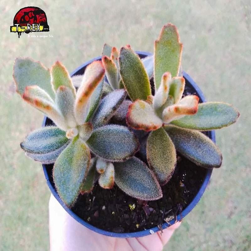 comprar suculenta kalanchoe tomentosa