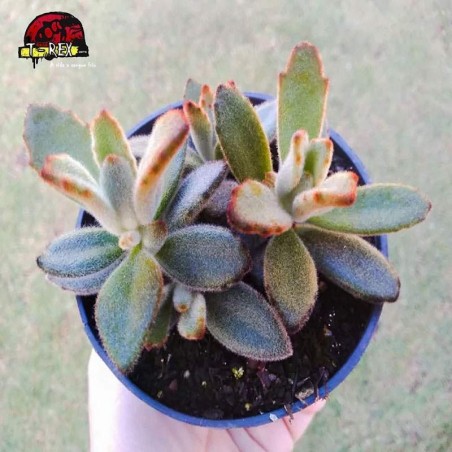 comprar suculenta kalanchoe tomentosa