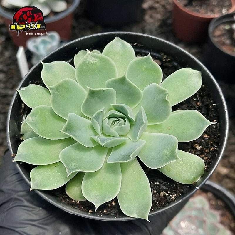 comprar muda de planta suculenta echeveria hiarium